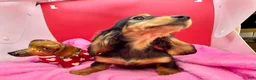 Dachshund dogs for sale: Import - Ad 16