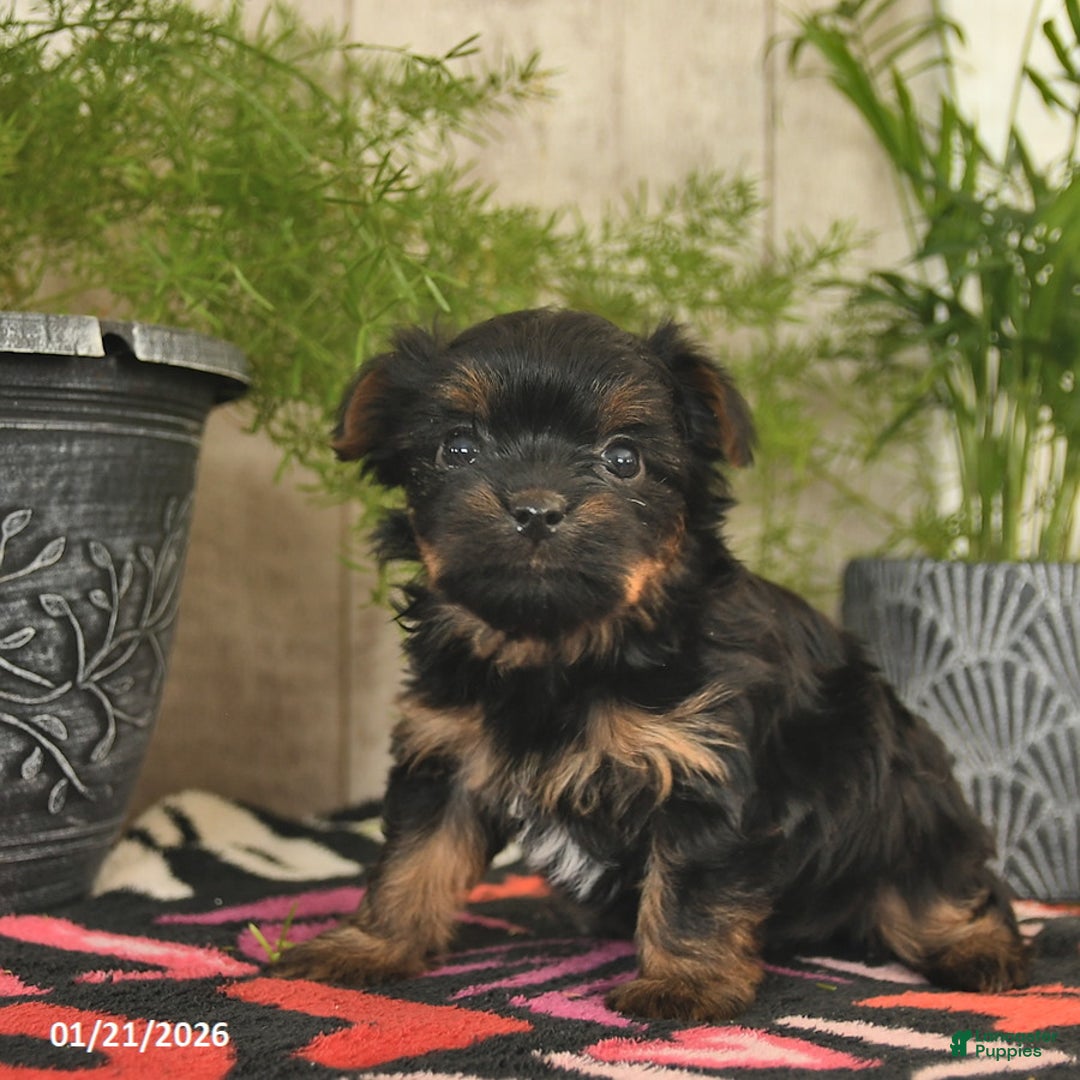 Yorkshire Terrier dogs for sale: Sweetie  - Ad 2