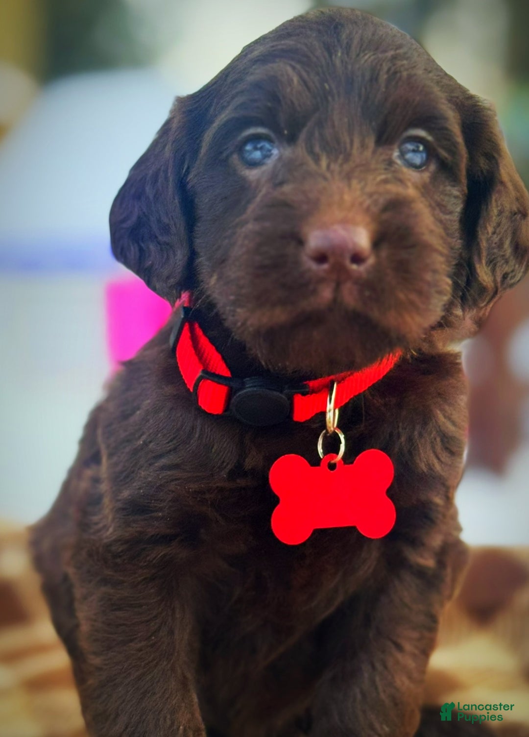 Labradoodle dogs for sale: Labradoodle Puppy 1 - Ad 5