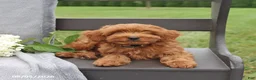 Cavapoo dogs for sale: Taffy - Ad 3