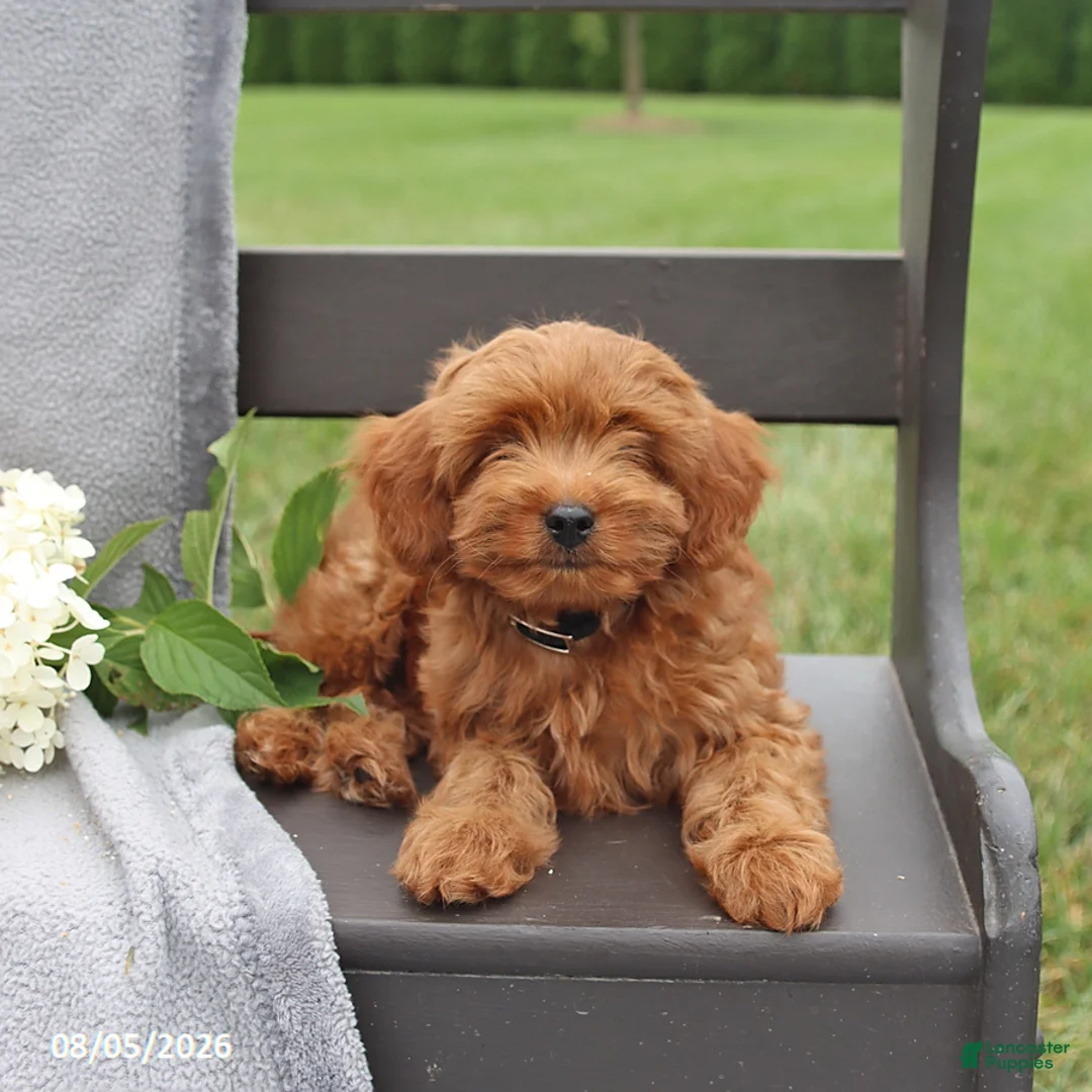 Cavapoo dogs for sale: Taffy - Ad 3