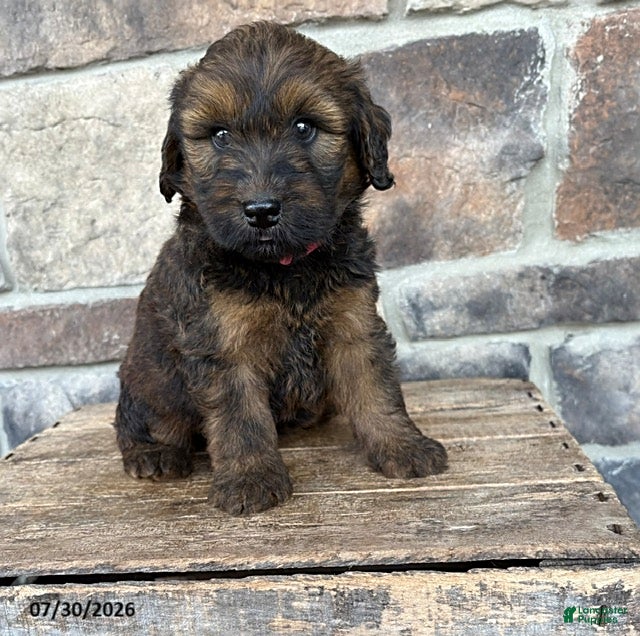 Whoodle dogs Moose - Ad 2