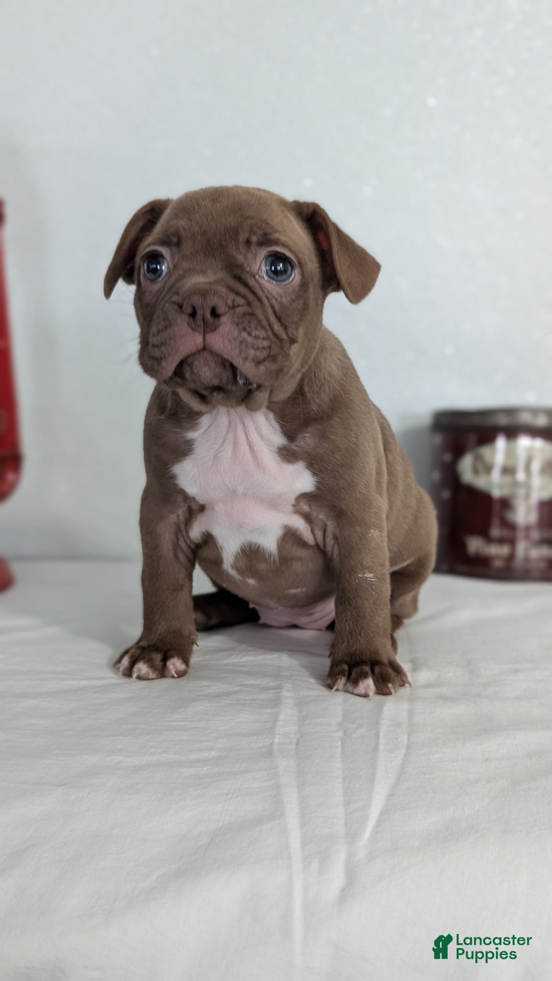 Frenchton dogs for sale: Lyla  - Ad 2