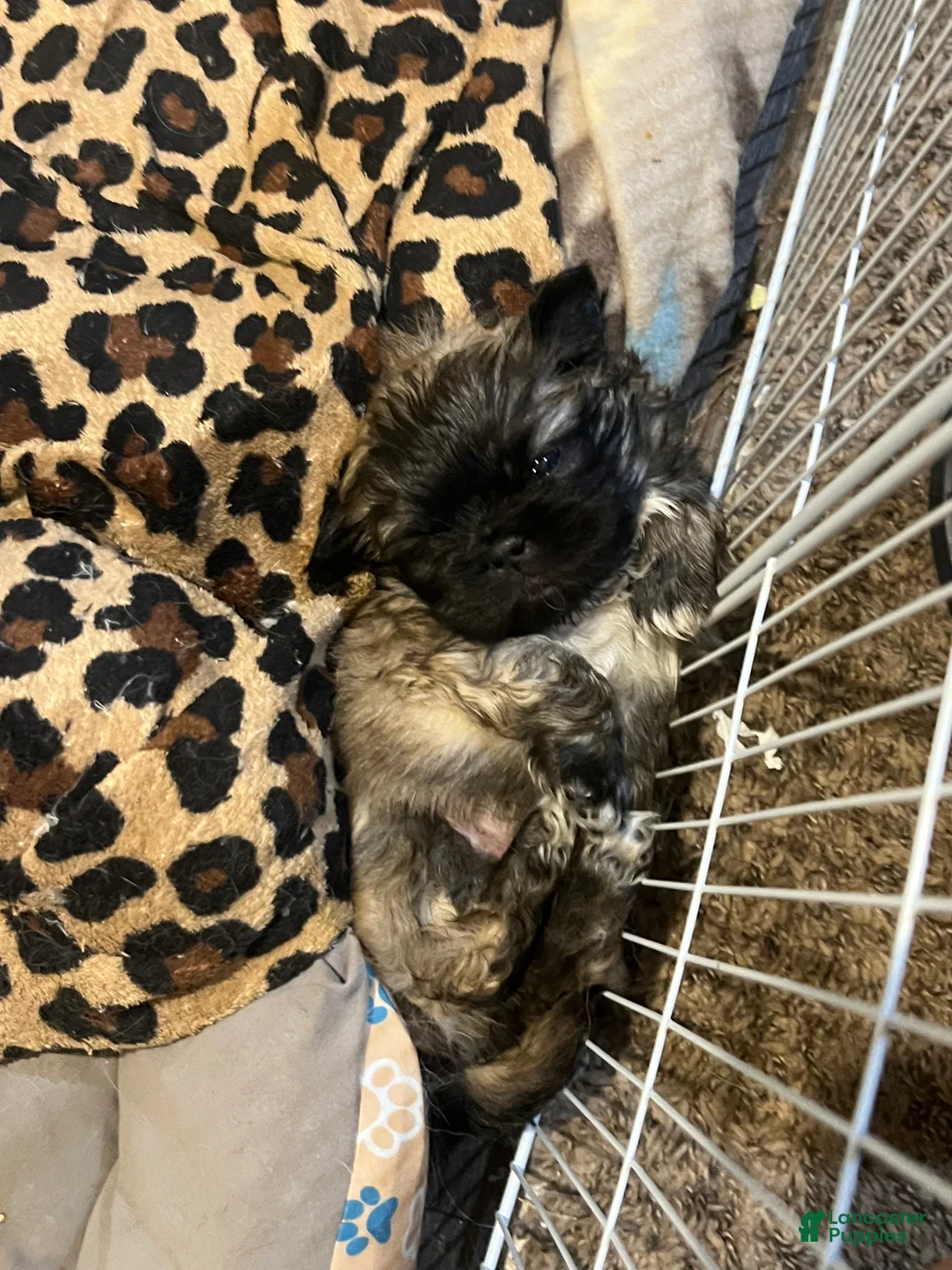 Pekingese dogs for sale: Pekingese Puppy 5 - Ad 2