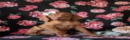 Vizsla dogs for sale: Kameron - Ad 3