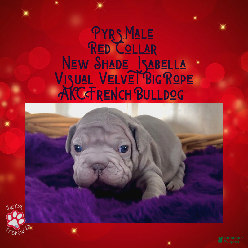 French Bulldog dogs Pyrs “Red Collar” Male - Ad 40