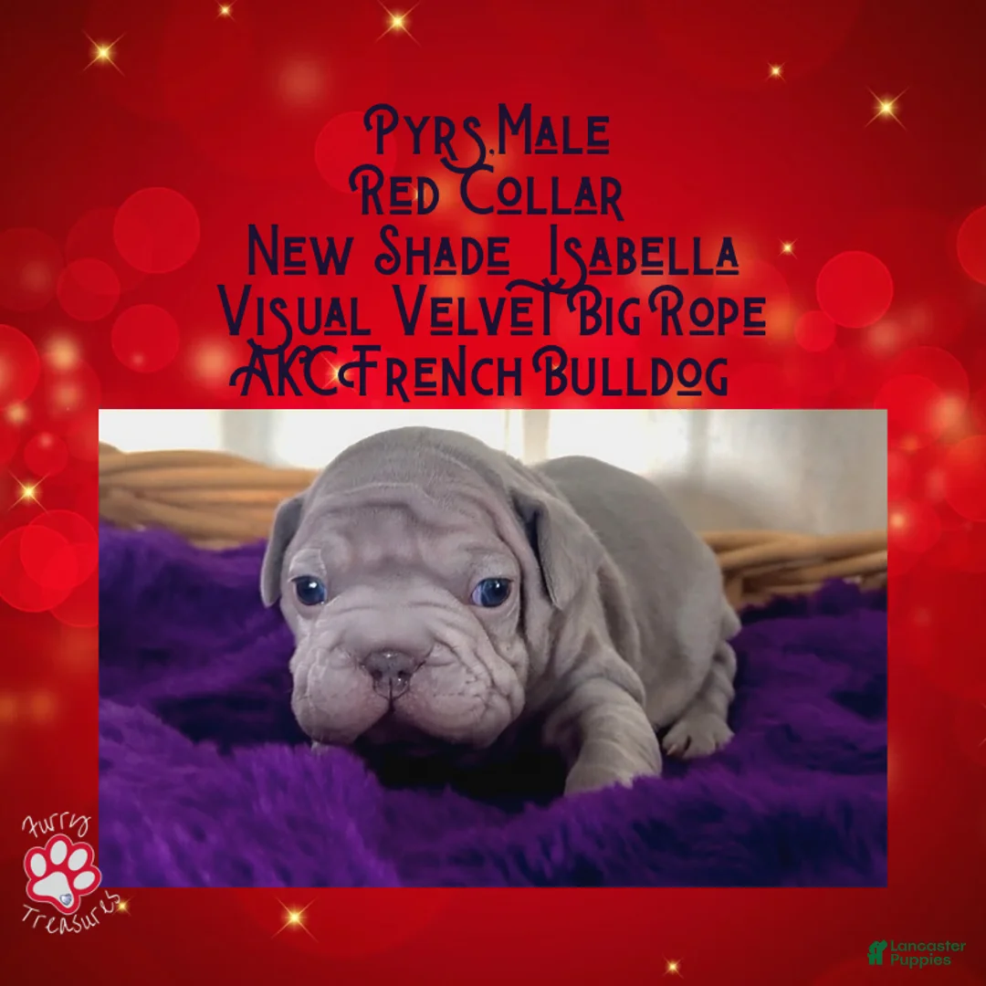 French Bulldog dogs for sale: Pyrs “Red Collar” Male - Ad 1