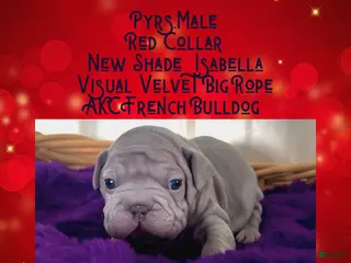 French Bulldog dogs Pyrs “Red Collar” Male - Ad 40