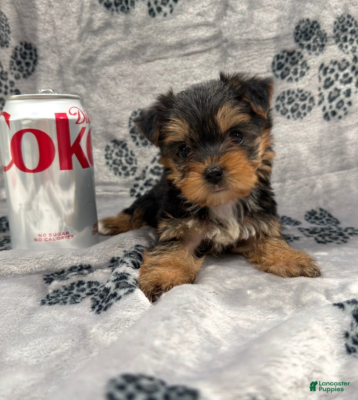 Yorkshire Terrier dogs Yorkshire Terrier 3 - Ad 2