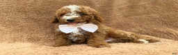 Mini Goldendoodle dogs for sale: Lane - Ad 6