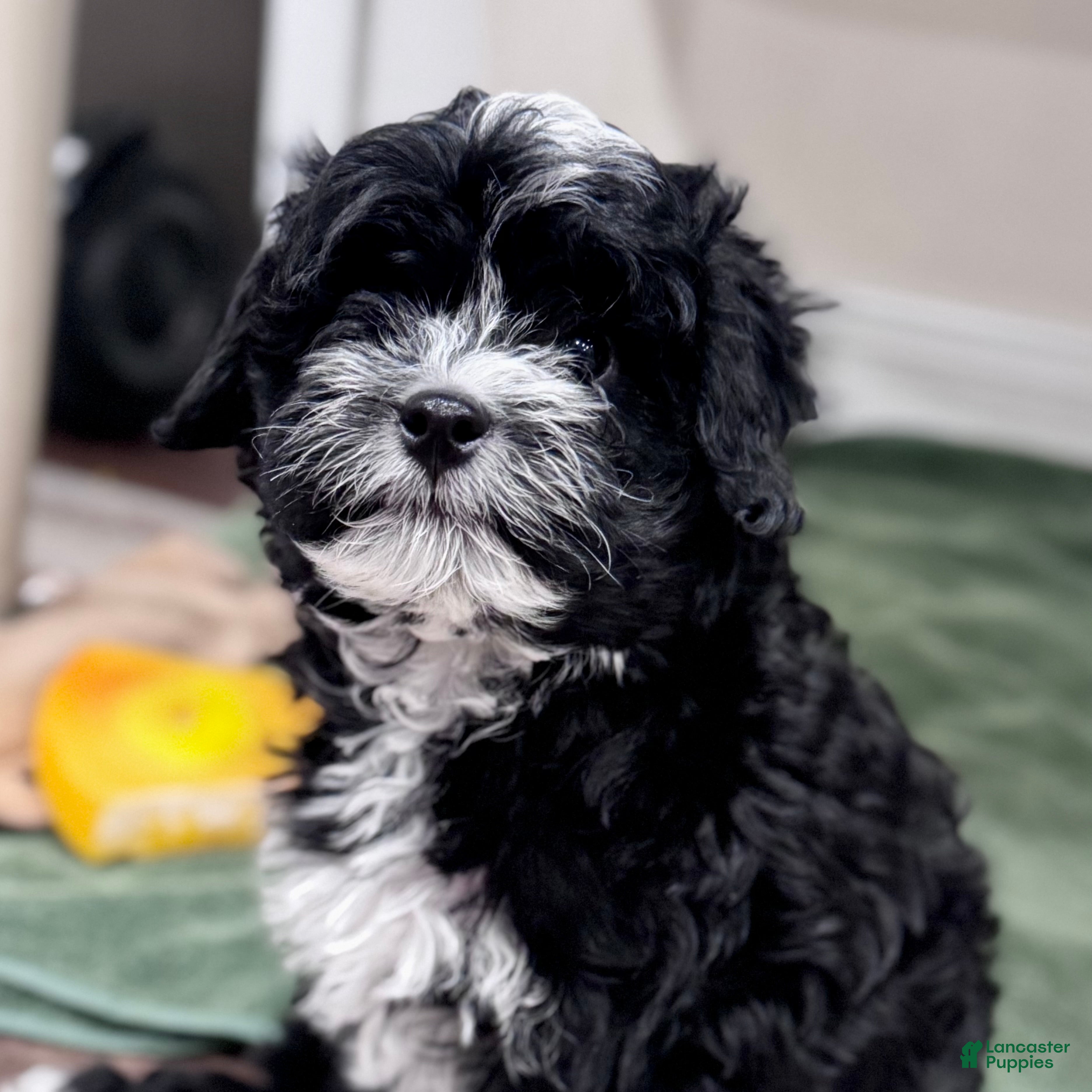 Mini Bernedoodle dogs Archie - Ad 1