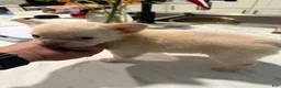 French Bulldog dogs for sale: Fluffy French Bulldog 2 - Ad 2