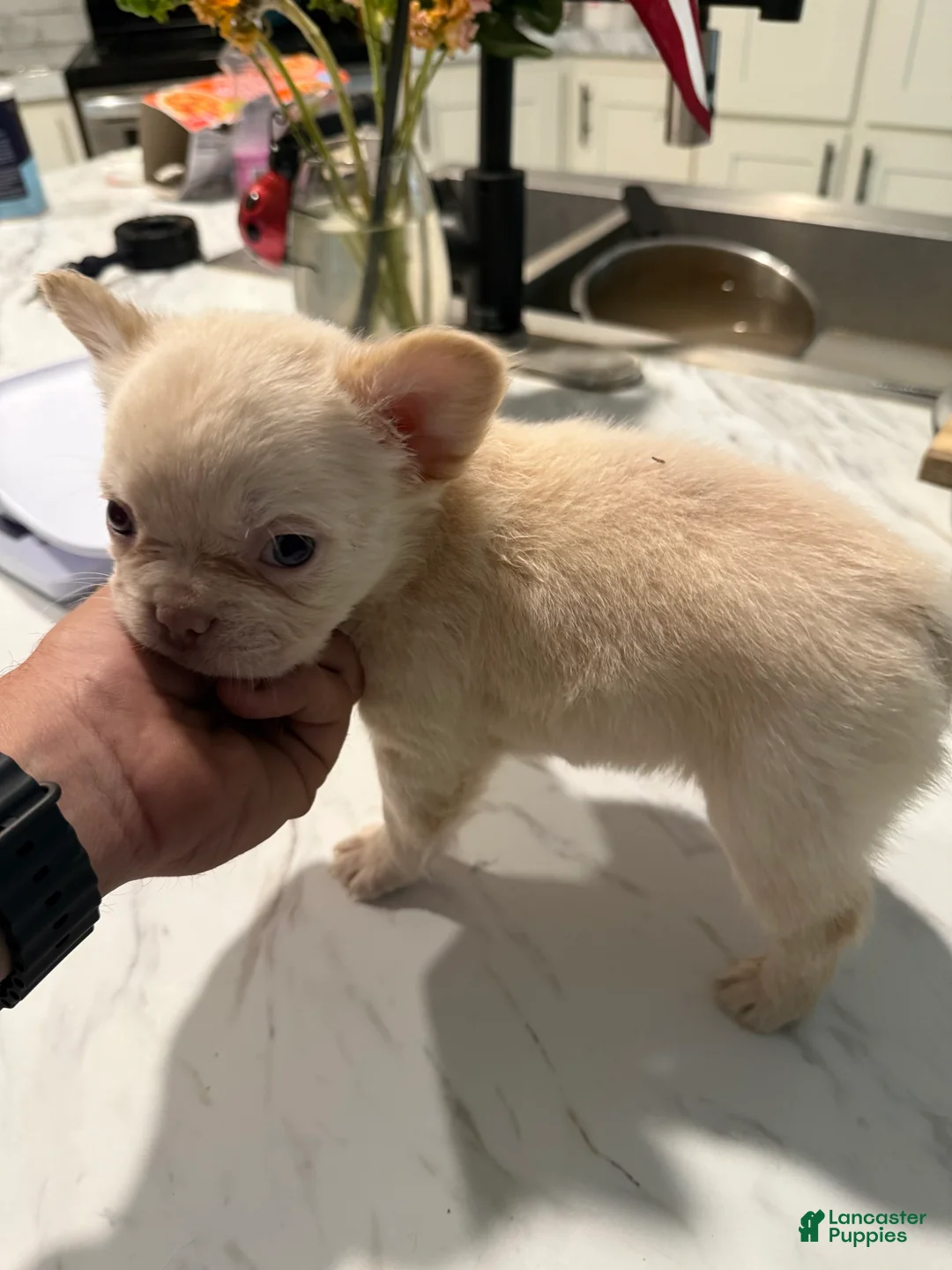 French Bulldog dogs for sale: Fluffy French Bulldog 2 - Ad 2