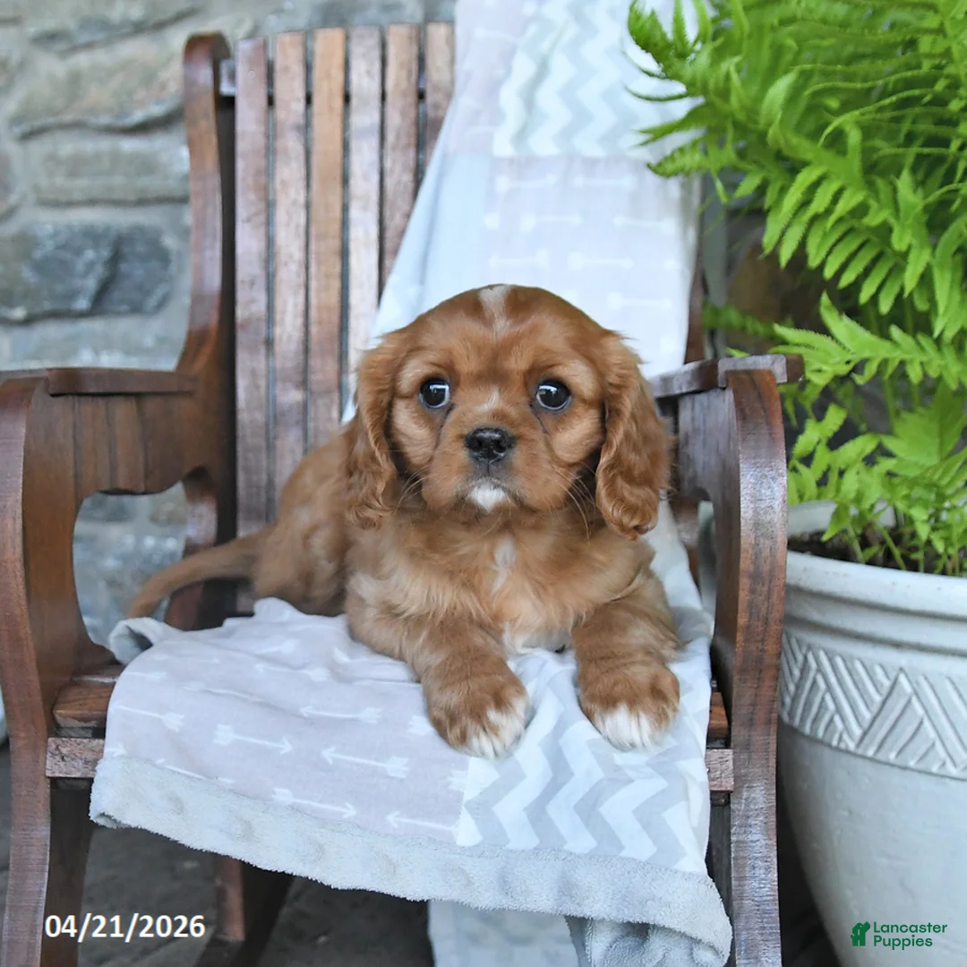 Cavalier King Charles Spaniel dogs for sale: Bambi - Ad 2