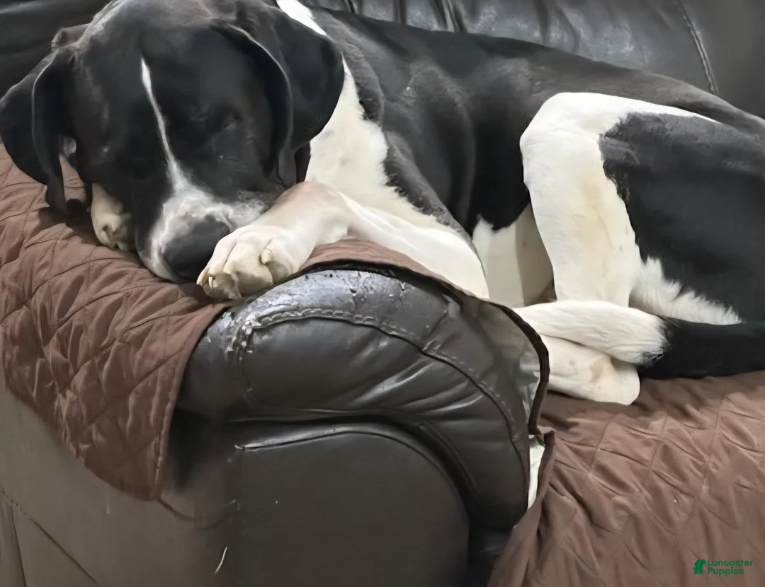 Mixed Breed dogs for stud: Kratos - Ad 2