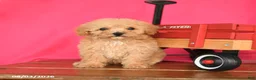Toy Poodle dogs for sale: Tootsie - Ad 2