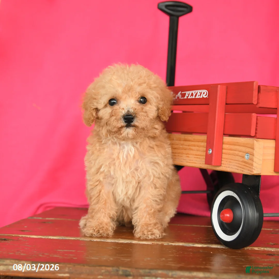 Toy Poodle dogs for sale: Tootsie - Ad 2