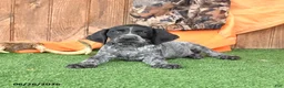 German Shorthaired Pointer dogs for sale: Sunshine - Ad 3