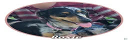 Miniature Dachshund dogs for sale: Kasper - Ad 3