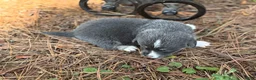 Mixed Breed dogs for sale: Bluie Full tail - Ad 19