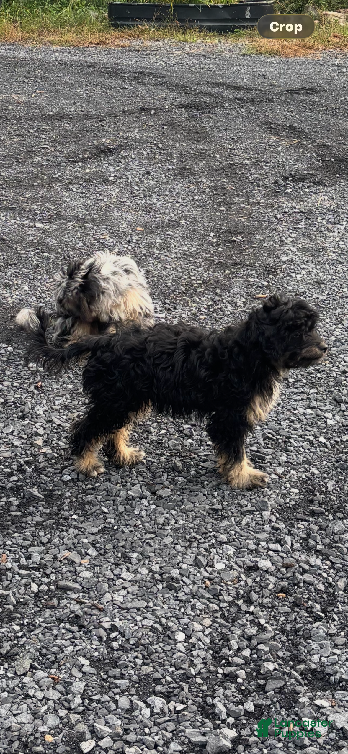 Aussiedoodle dogs Aussiedoodle 1 - Ad 1