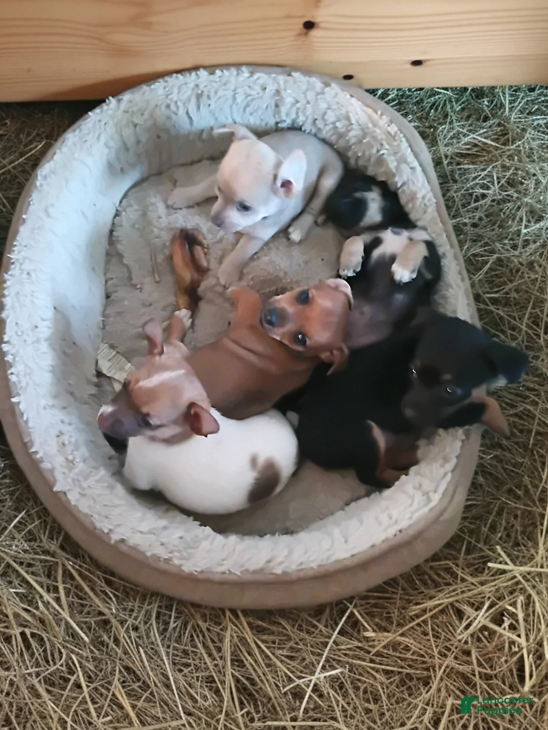 Chihuahua dogs for sale: Chihuahua Puppy 1 - Ad 1