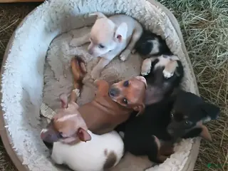 Chihuahua dogs for sale: Chihuahua Puppy 1 - Ad 1