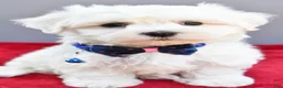 Maltese dogs for sale: Domino - Ad 3