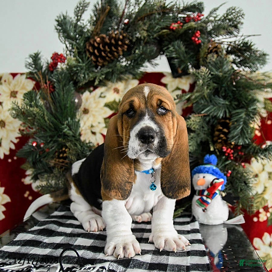 Basset Hound dogs Flynn - Ad 16