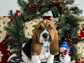 Basset Hound dogs Flynn - Ad 16