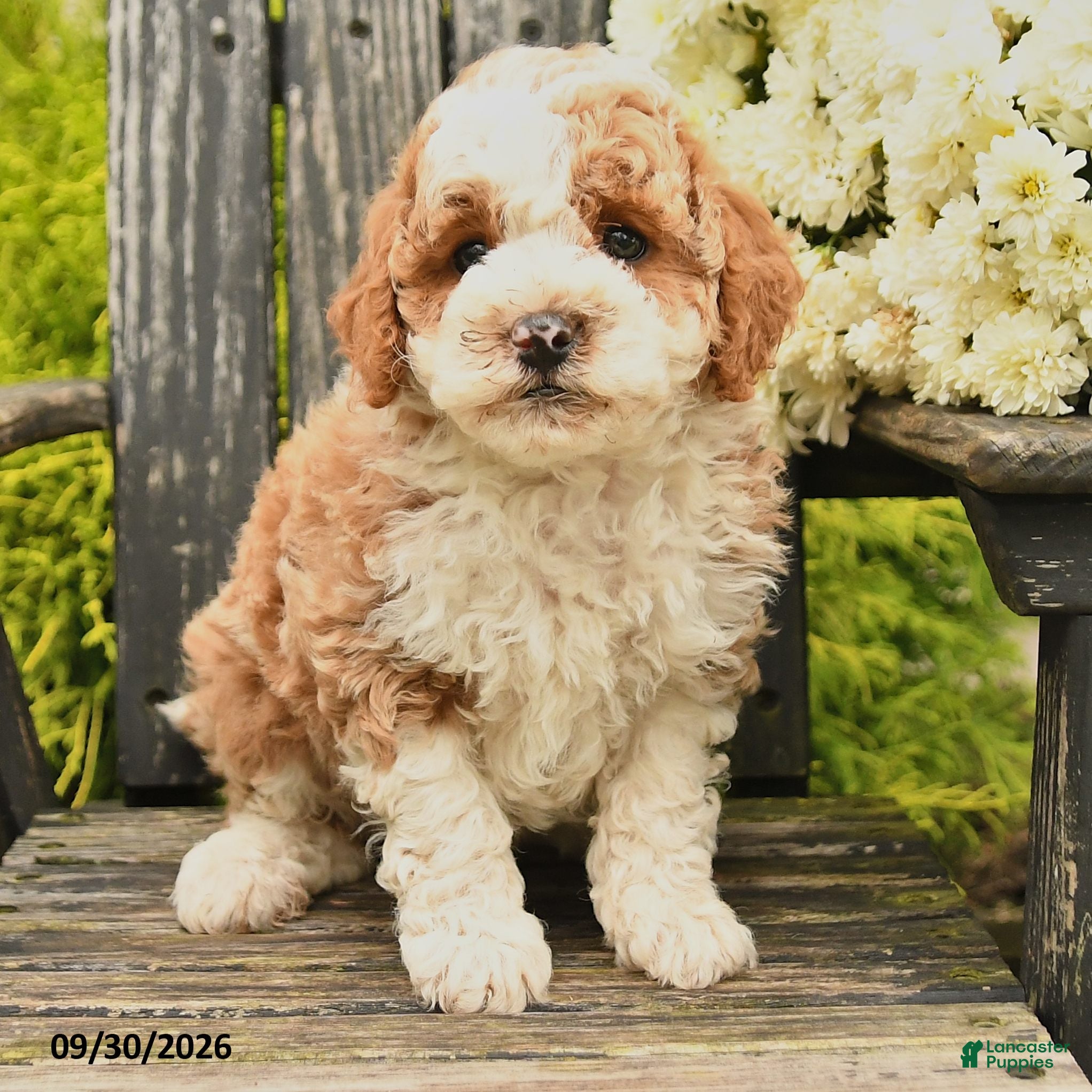 Bernedoodle dogs Lily - Ad 2