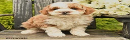 Bernedoodle dogs for sale: Lily - Ad 2