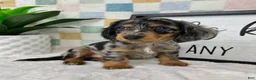 Miniature Dachshund dogs for sale: Danny - Ad 6