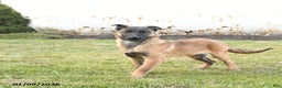 Belgian Malinois dogs for sale: Pearl  - Ad 2