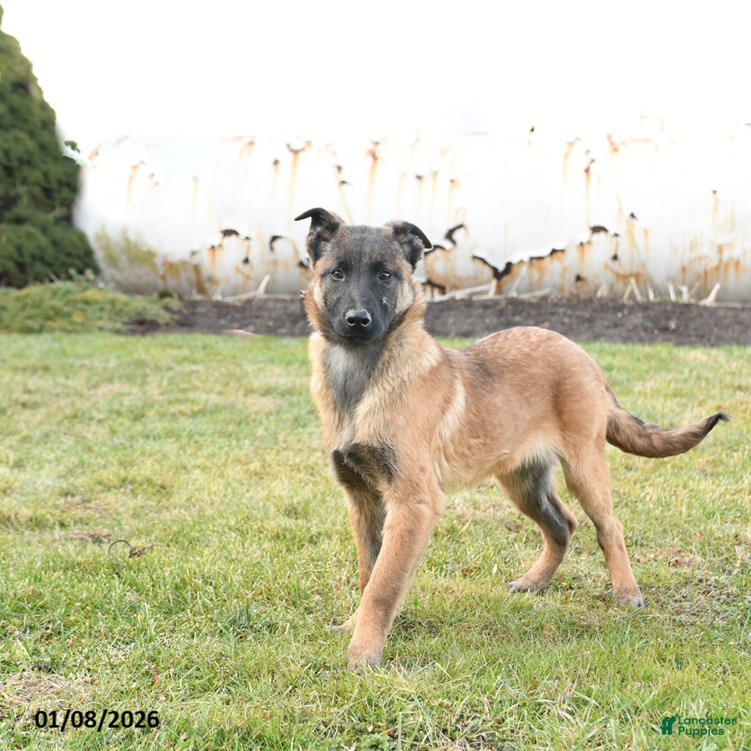 Belgian Malinois dogs for sale: Pearl  - Ad 2