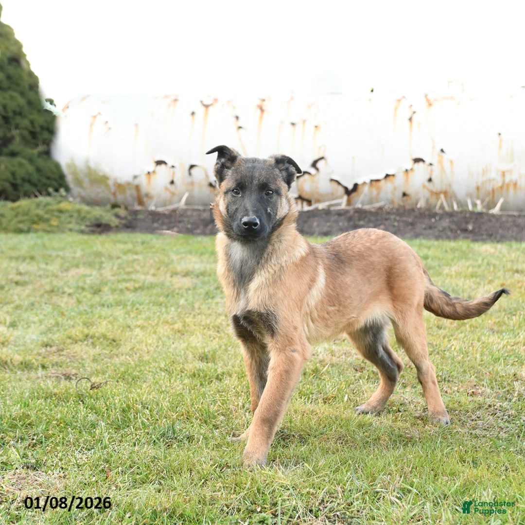 Belgian Malinois dogs for sale: Pearl  - Ad 2