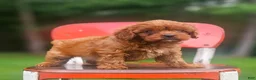 Cavapoo dogs for sale: Rusty - Ad 5