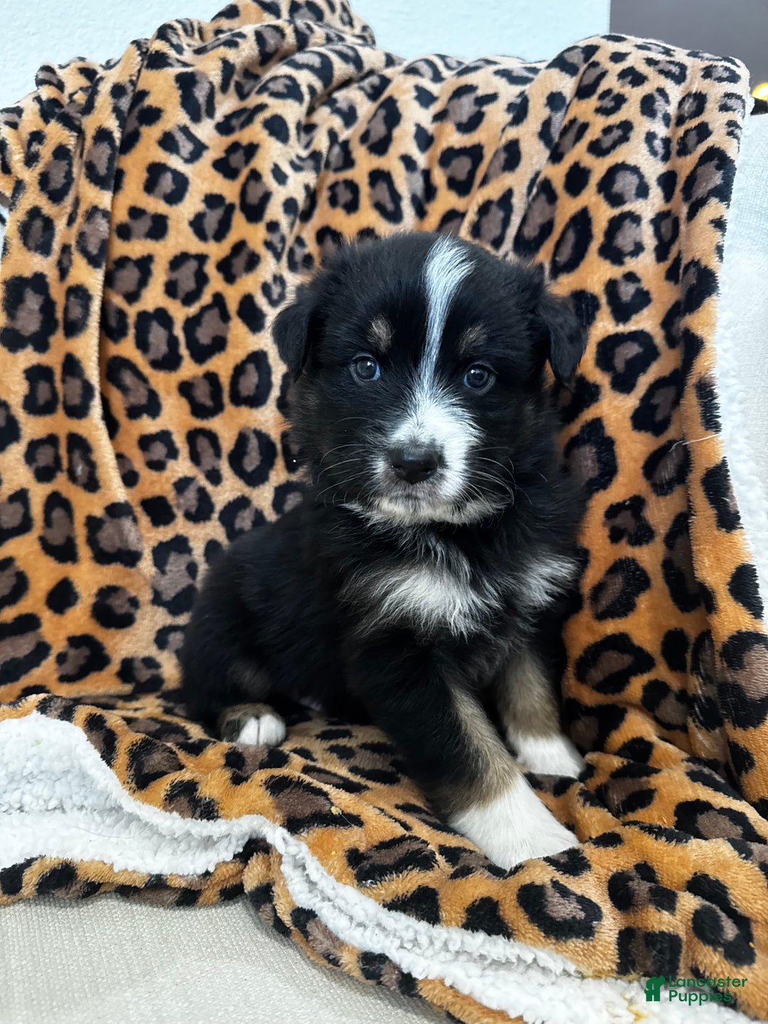 Australian Shepherd dogs for sale: Australian Shepherd Puppy 1 - Ad 3
