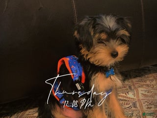 Shorkie dogs - Ad 17