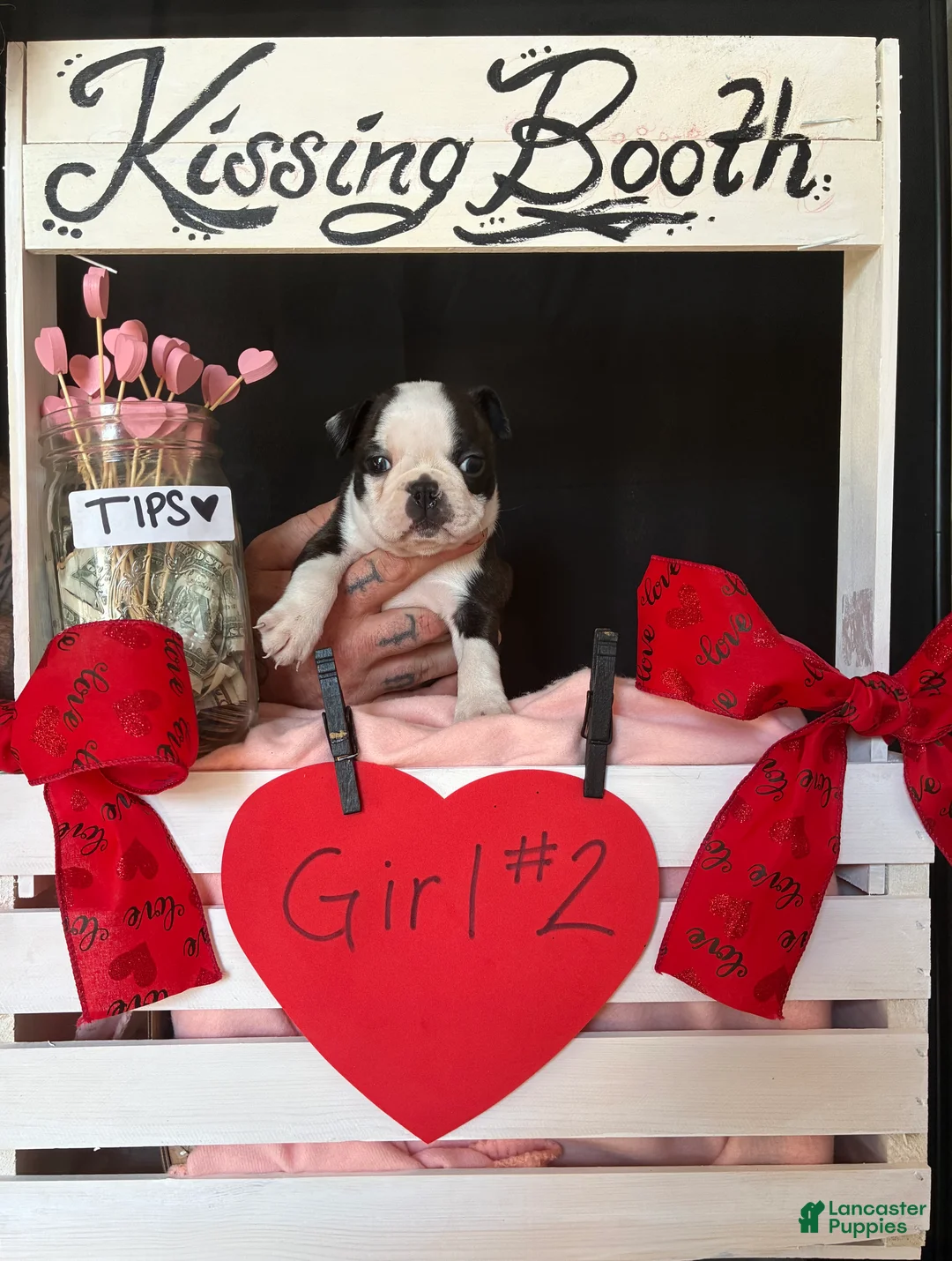 Boston Terrier dogs for sale: Boston Terrier Puppy 4 - Ad 1