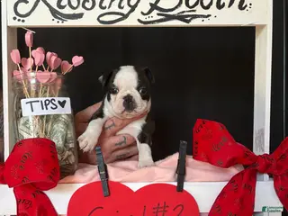 Boston Terrier dogs Boston Terrier Puppy 4 - Ad 2