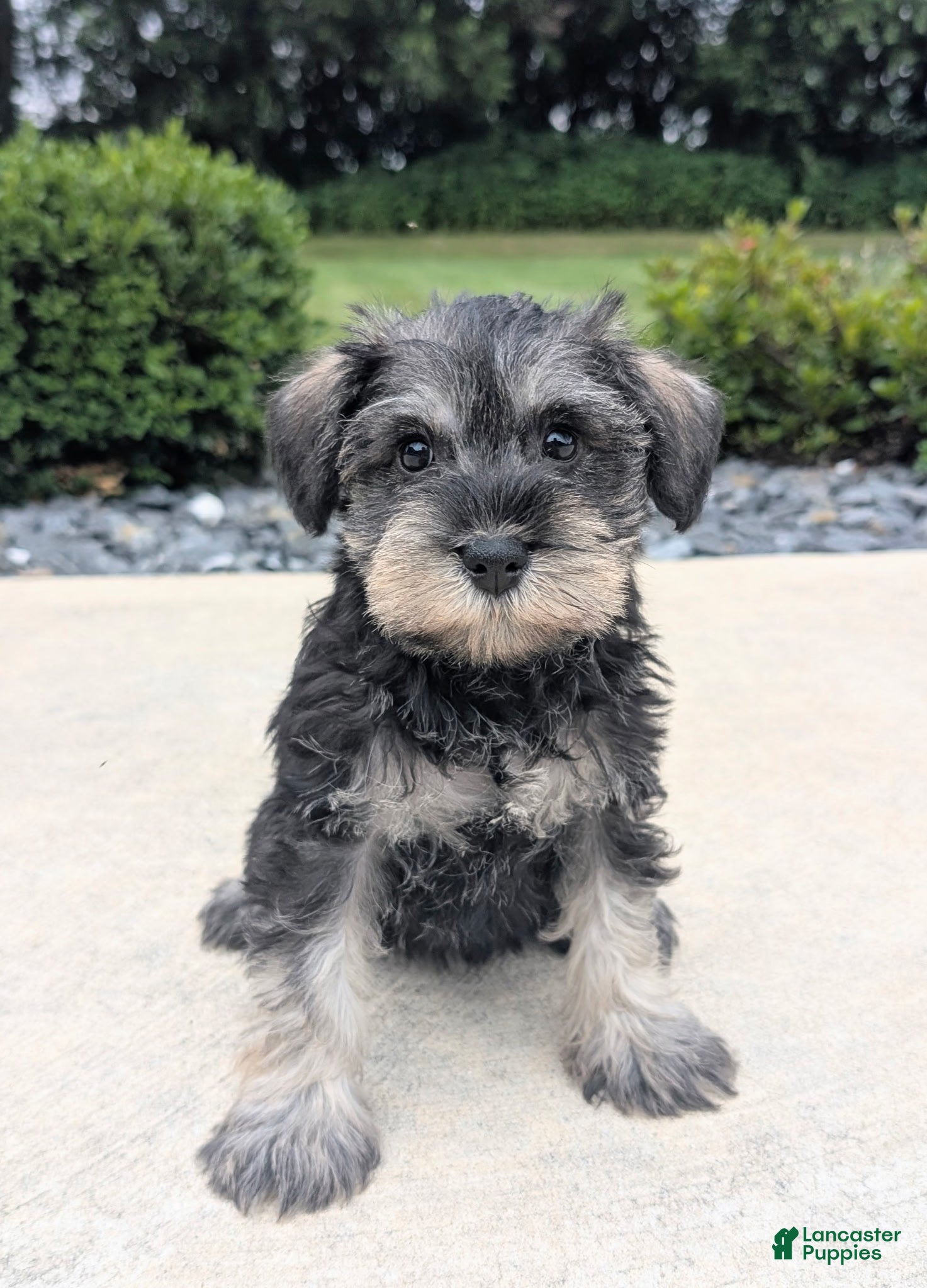 Miniature Schnauzer dogs Sandy - Ad 5