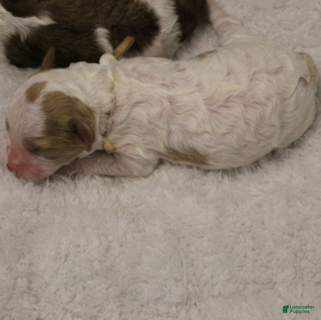Cavapoo dogs for sale: Frosty - Ad 5
