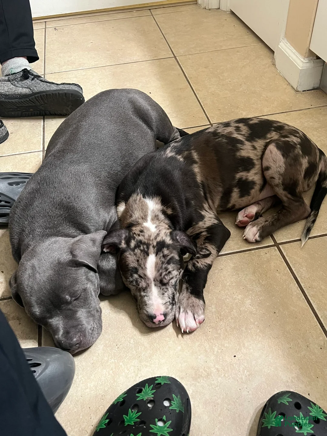 Gallery Image {{count}}