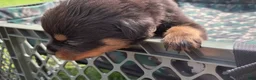 Rottweiler dogs for sale: Brown Male - Ad 9