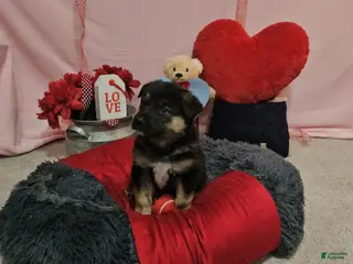 Mixed Breed dogs Max - Ad 42