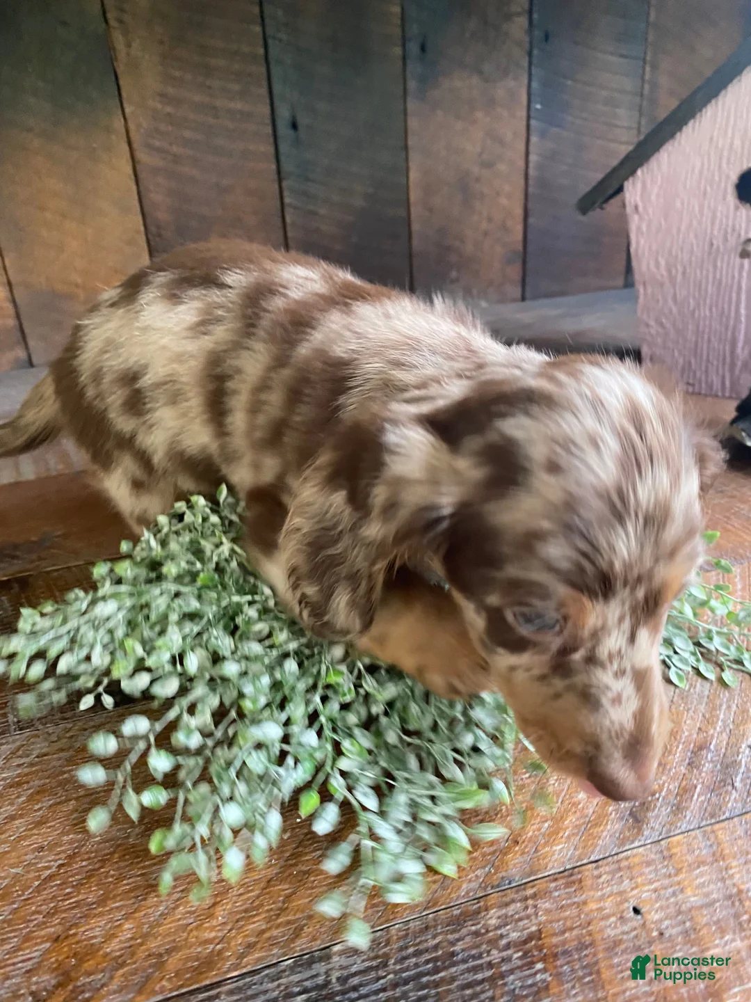 Miniature Dachshund dogs for sale: Lola - Ad 10