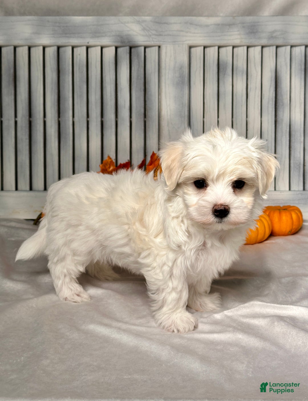 Maltese dogs for sale: Eli - Ad 5