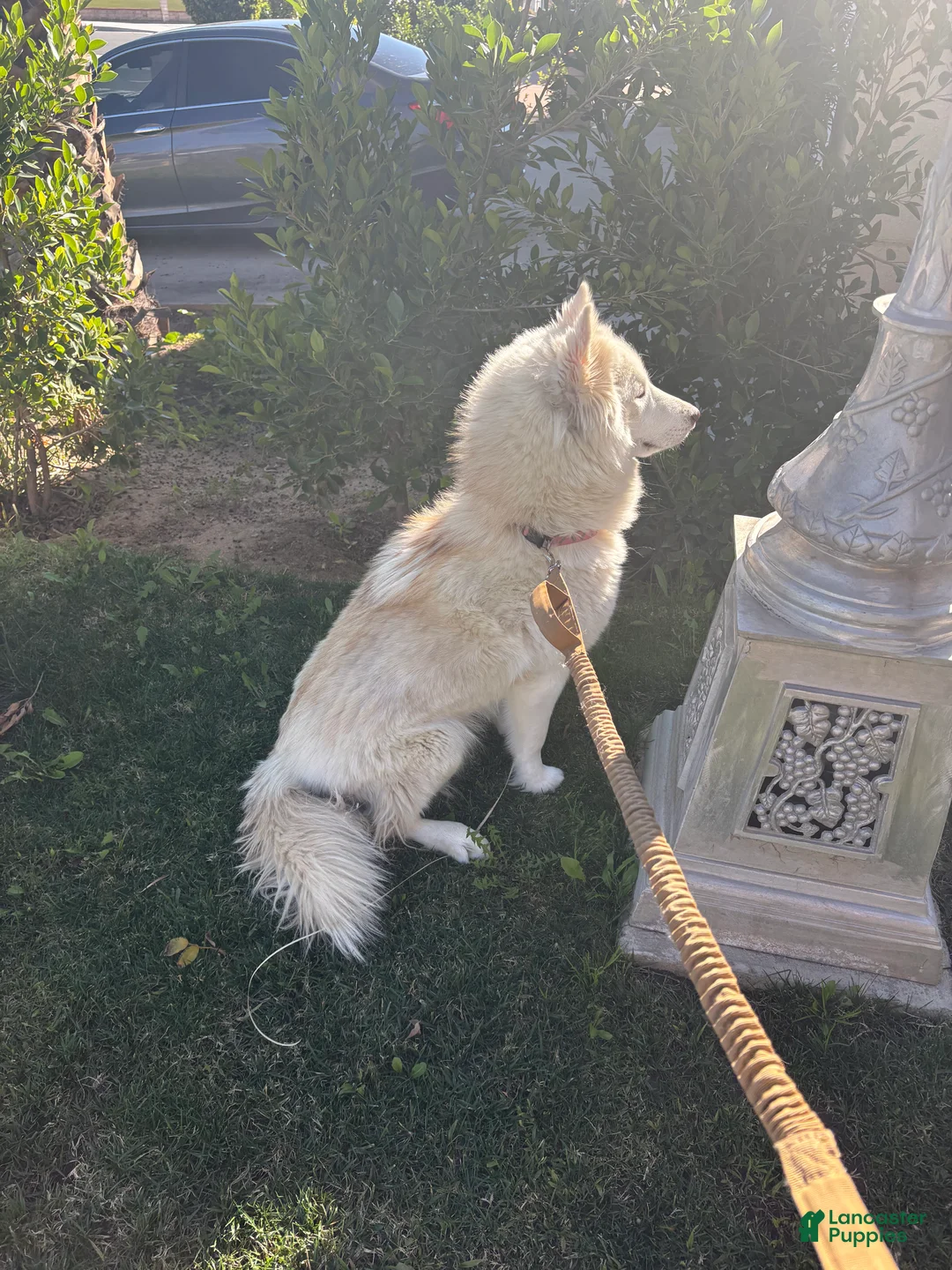 Gerberian Shepsky dogs for sale: Gerberian Shepsky Puppy 1 - Ad 2