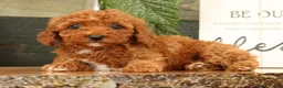 Miniature Poodle dogs for sale: Ava - Ad 4